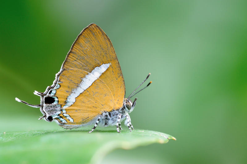 ambon_onyx_220411_by_inckurei-d3eko5a.jpg