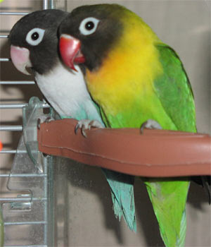masked-lovebird-1.jpg