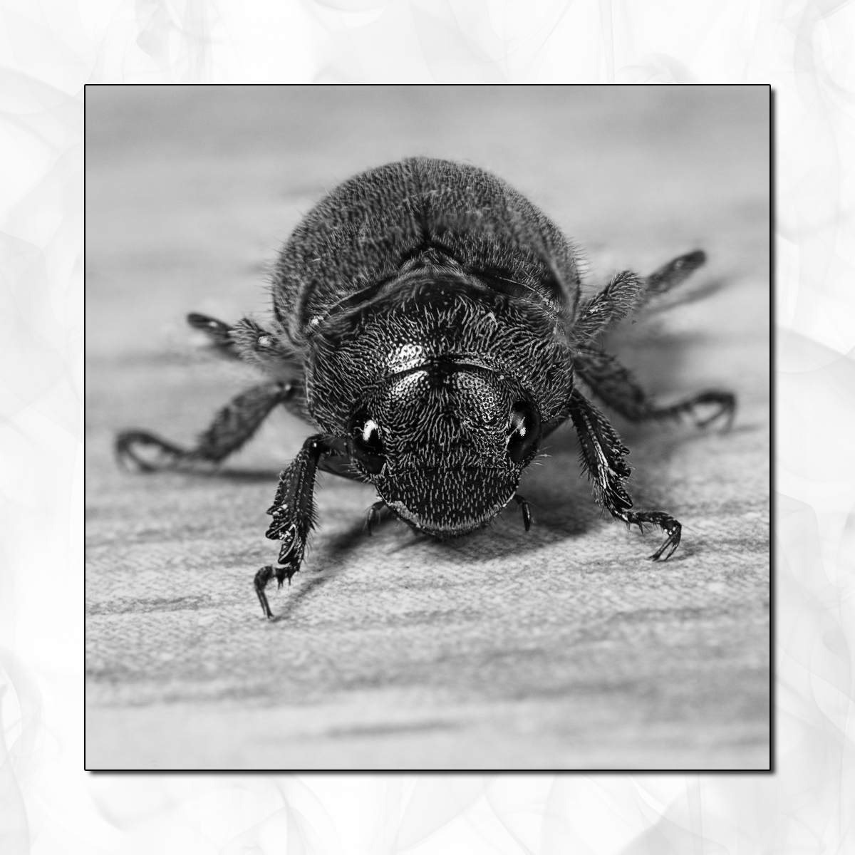 The_Beetle_Front_by_Draken413o.jpg