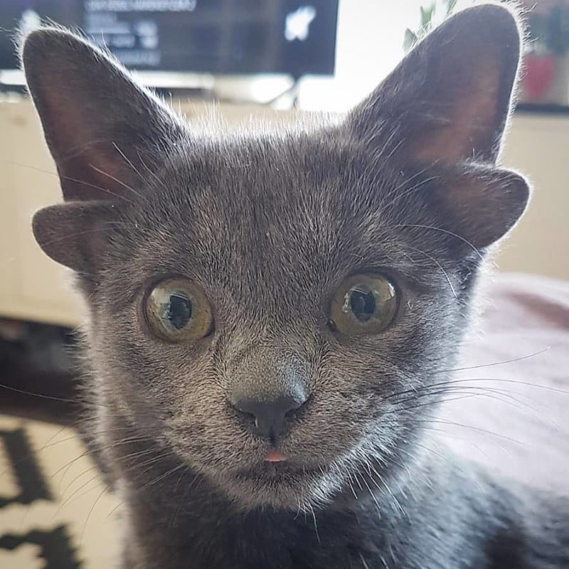 A photo of Midas, a kitten with four ears