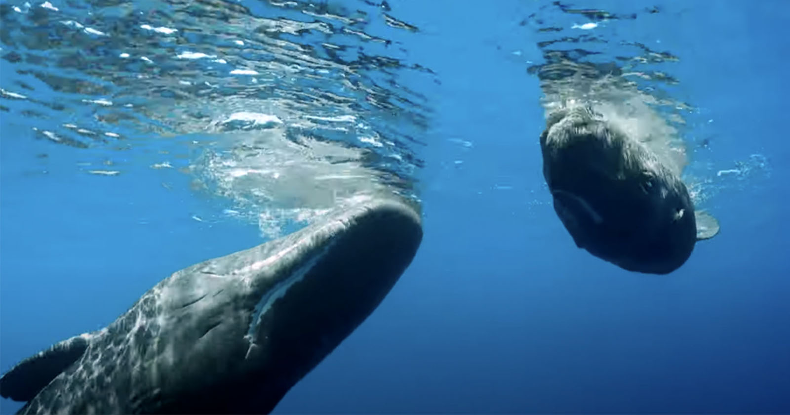 A sperm whale swims up to a realistic looking robotic submersible.