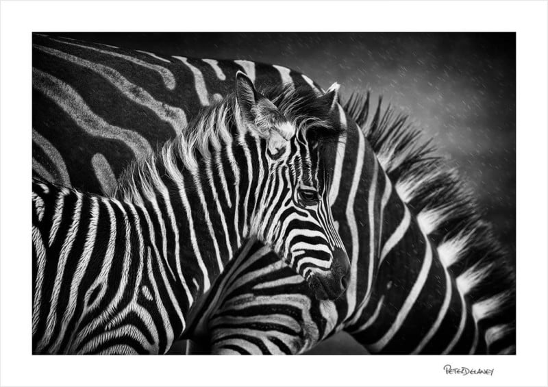 Zebrafoalandmother-800x565.jpg