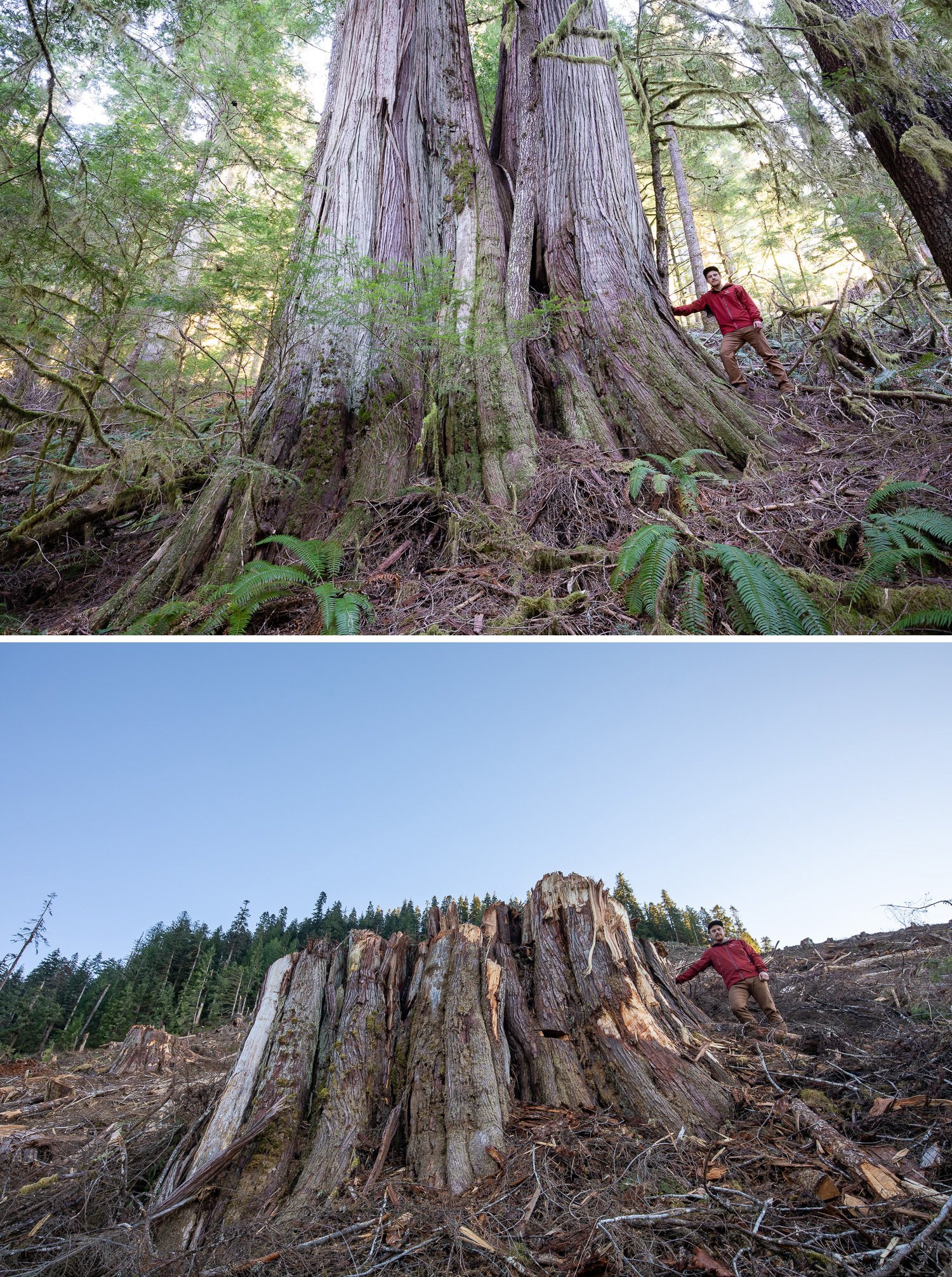 Before and after photos of old-growth trees cut down by logging by photographer TJ Watt