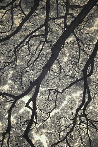 3798972500_fd95e75420.jpg