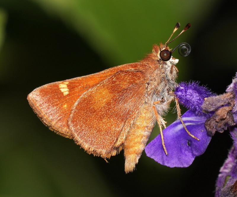 A macro photo of a moth on a flower