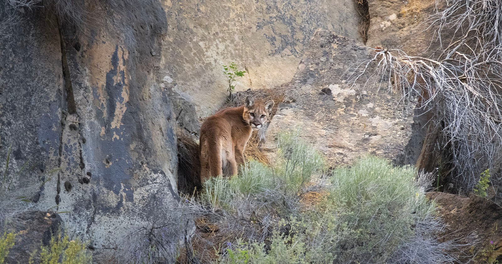 Cougar in Shevlin Park, Oregon.