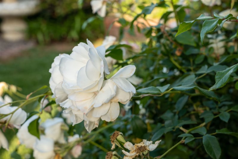 L1020584-f8-800x534.jpg