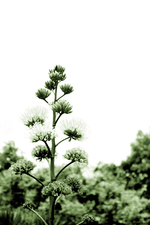 5581683632_5078ed7153_b.jpg