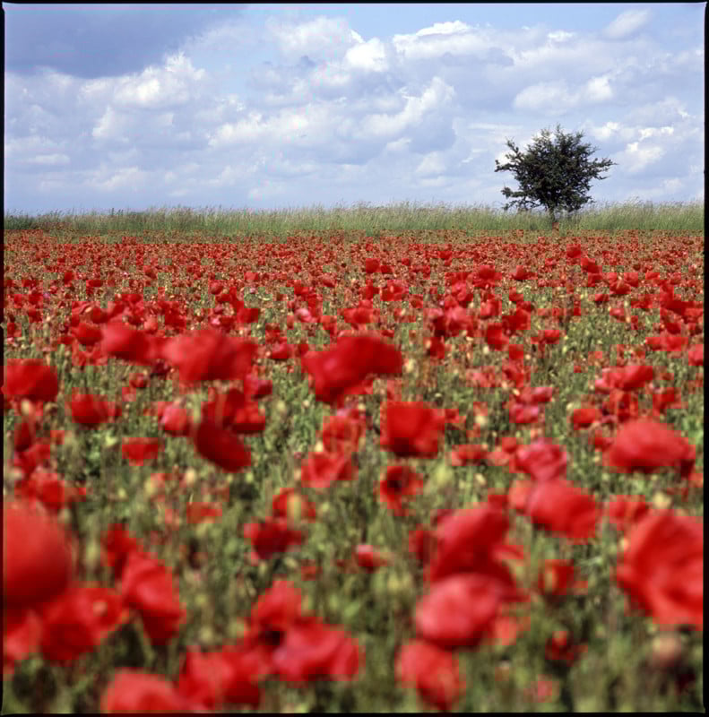 2008_poppies_cambs-791x800.jpg