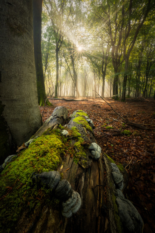 Forest-7-533x800.jpg