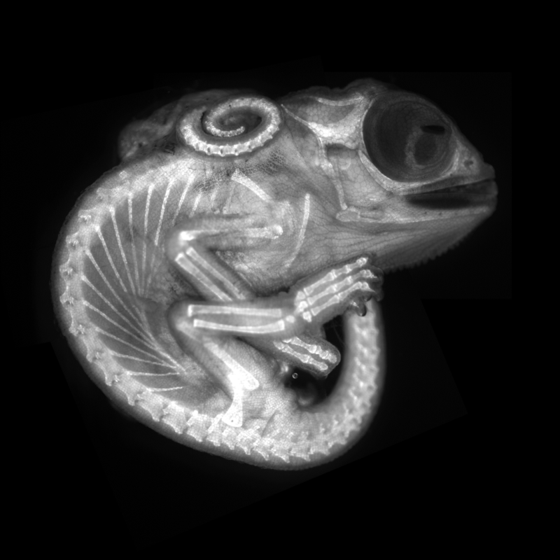 8-Chameleon_Allan2-800x800.png