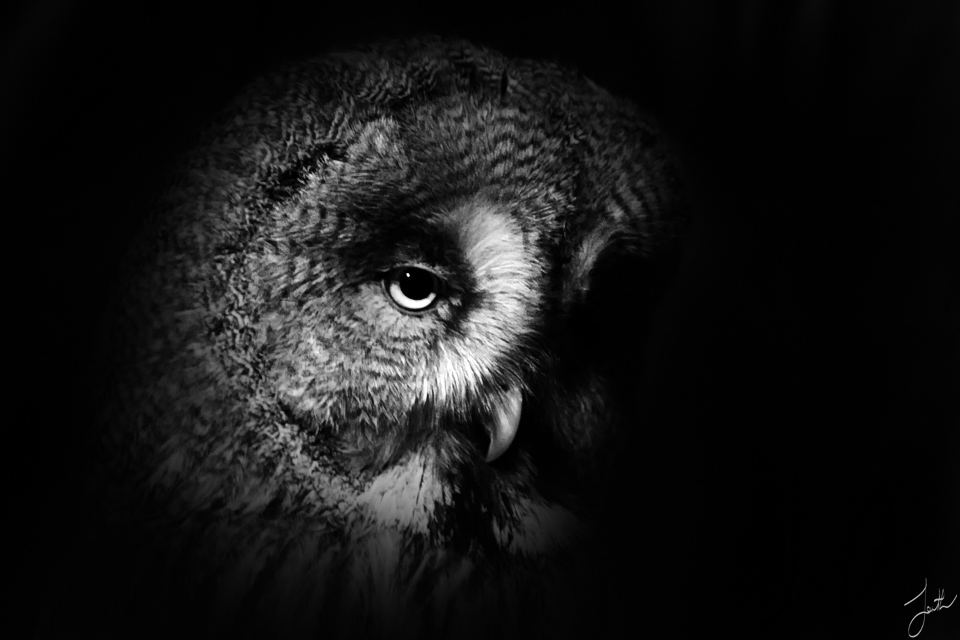 hooo_what_by_Draken413o.jpg