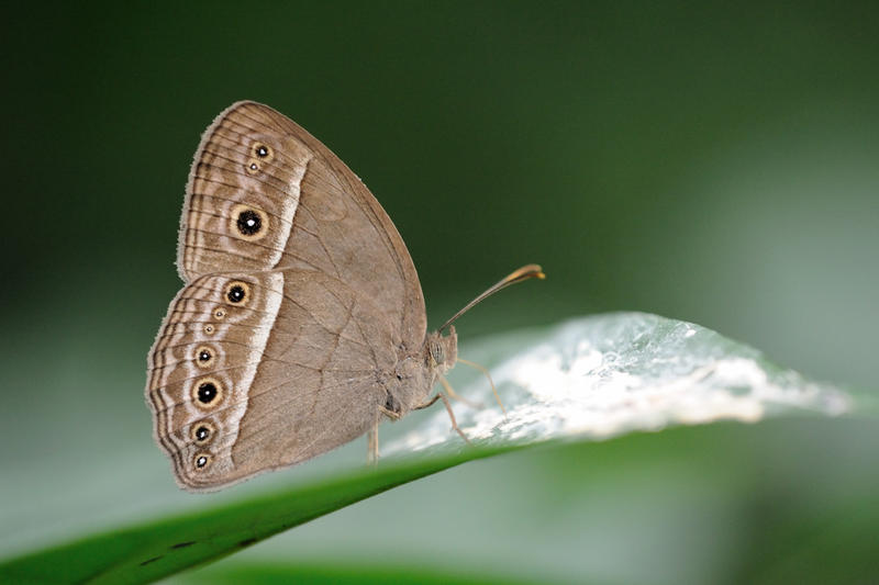 long_brand_bush_brown_290511_by_inckurei-d3hhu4y.jpg