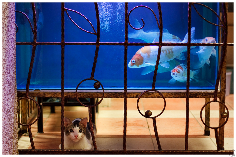 Cat_Goldfish_Moment_by_Draken413o.jpg