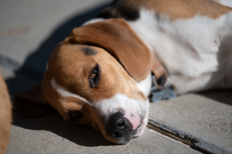 Nikon-RAW-FLAT-Adobe-LR-to-PS-800x532.jpg