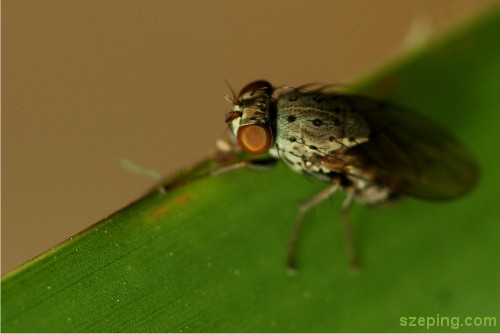 fly2.jpg
