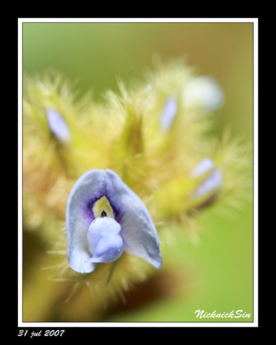 1008031047_2eb2bb2e15.jpg