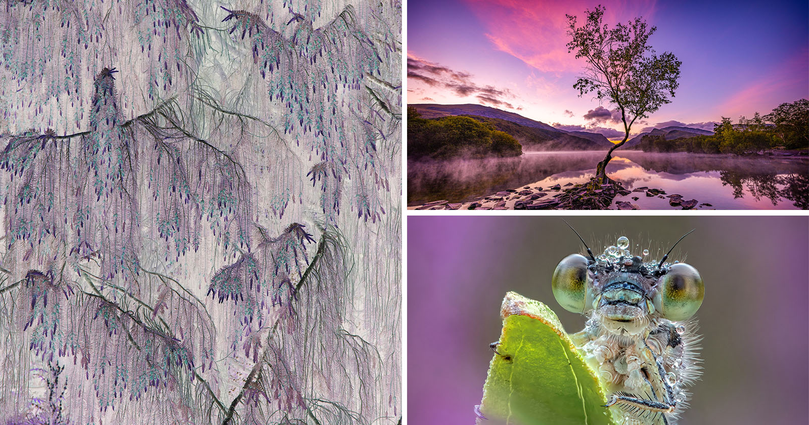 International Garden Photographer of the Year 2024