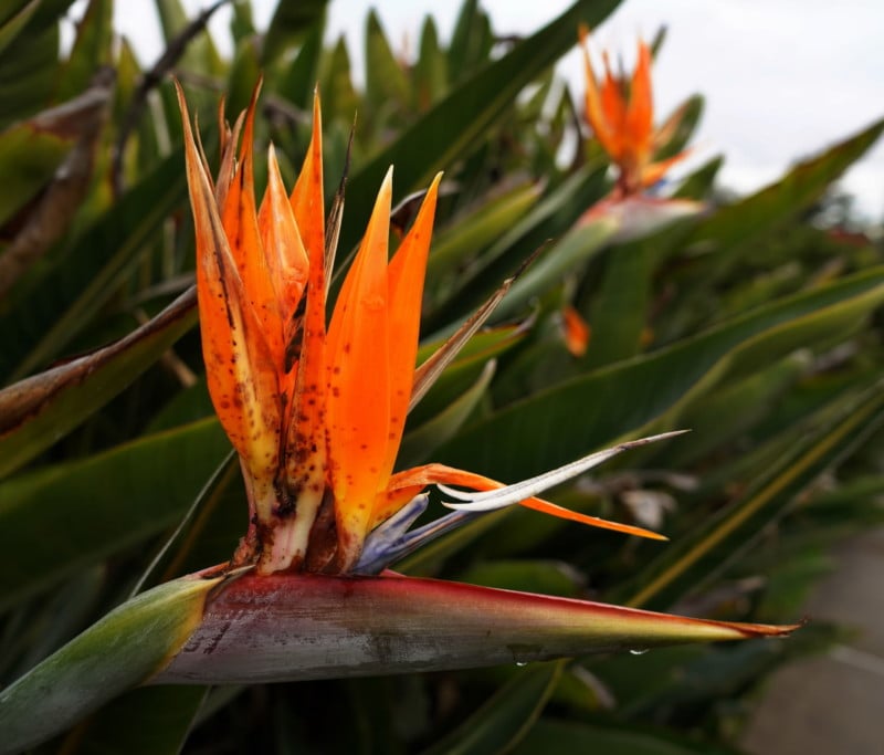 Closeup-sample-1500-1781-800x683.jpg
