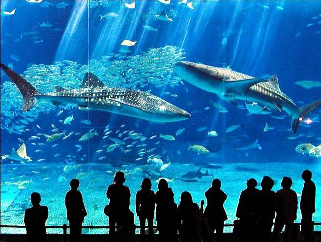 Whale%20Sharks%20In%20Okinawa%20Aquarium.JPG