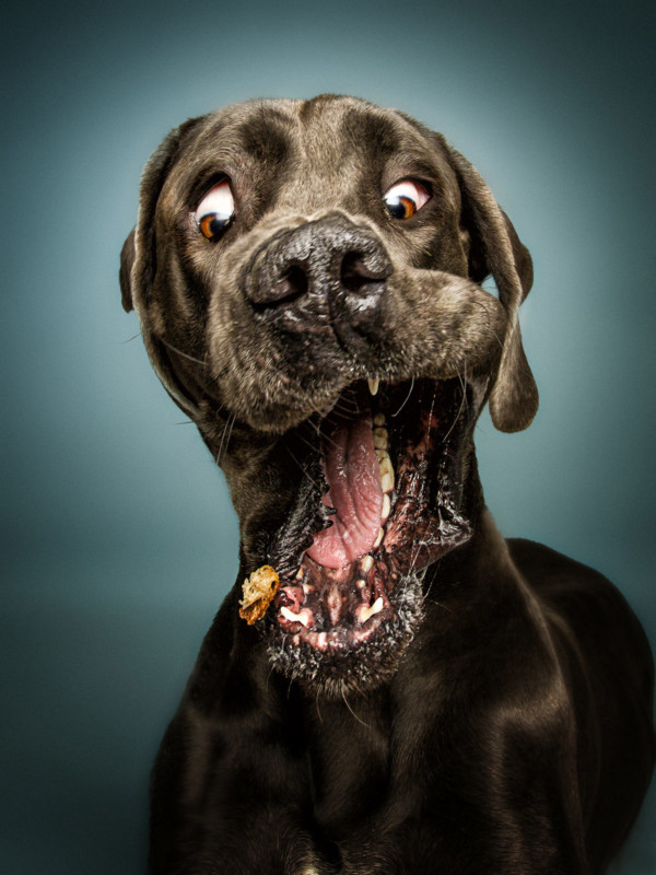 dogs-catching-treats-by-christian-vieler-6-600x800.jpg