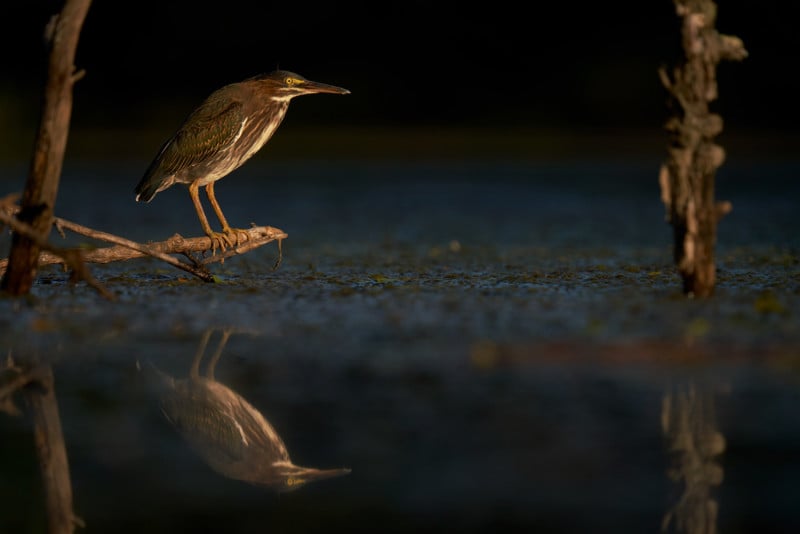 sigma-150-600-dg-dn-os-lens-sample-4-800x534.jpg