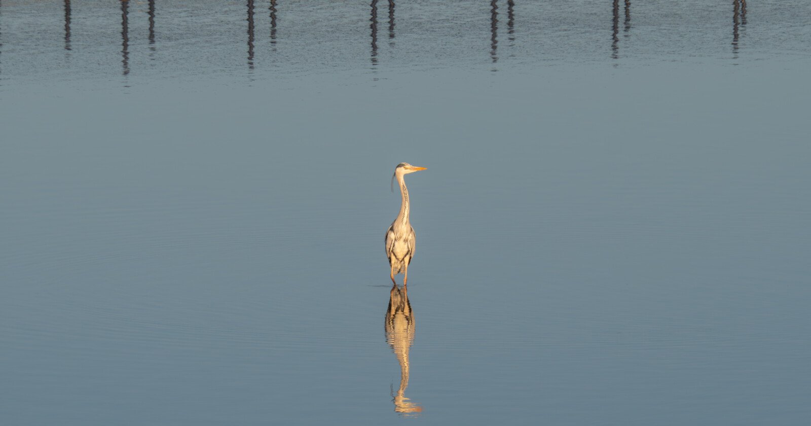 A heron stands alone in still, shallow water, its reflection clearly visible. The calm blue water and distant row of posts create a peaceful, serene atmosphere.