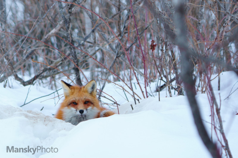 Red-Fox-20210309-001-800x533.jpg