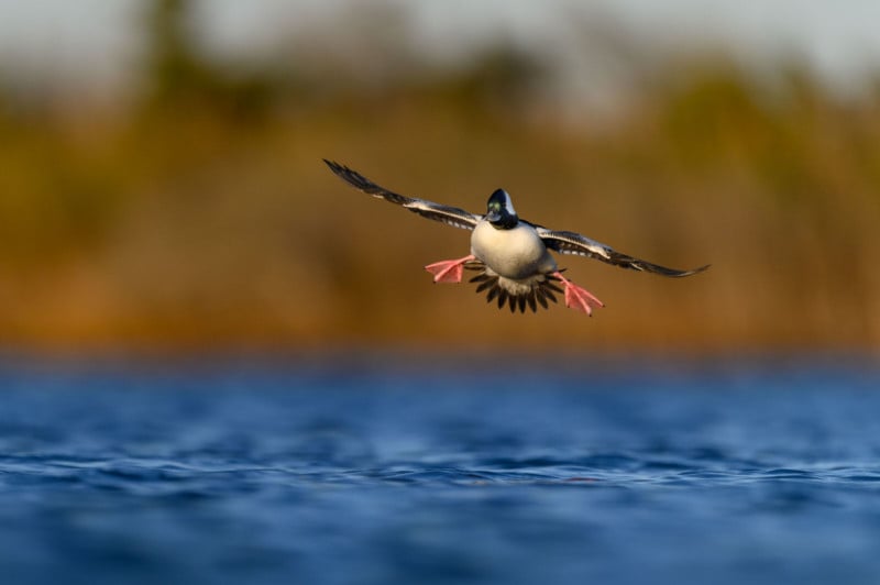 ray-hennessy-nikon-z6ii_002-800x532.jpg
