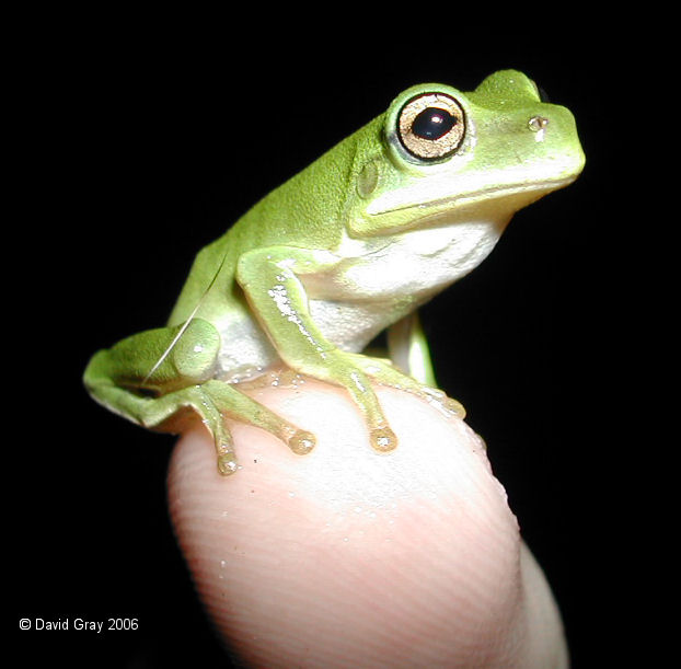 Frog_Invader1.JPG