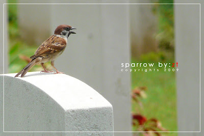 sparrow.jpg