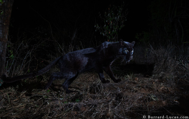 black_leopard-800x502.jpg