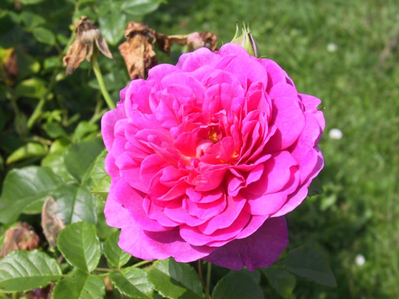 canon-powershot-g1-sample-image-10-800x600.jpg
