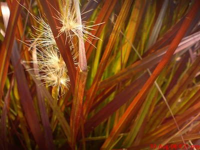 DSC02613+copy.jpg
