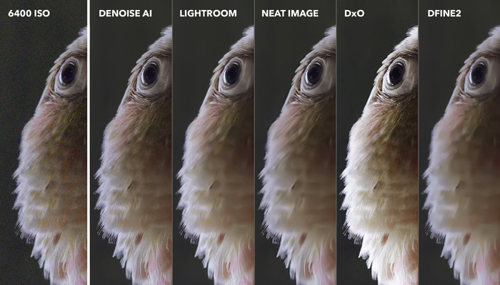 The Image Noise Reduction Challenge: We Compare the Best Noise Reduction Software for Photographers