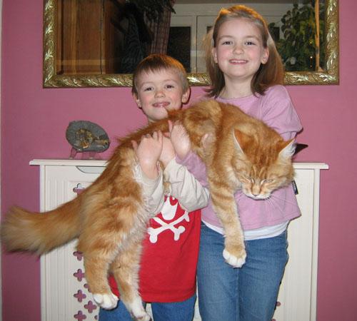 kollanarendra__maine-coon.jpeg