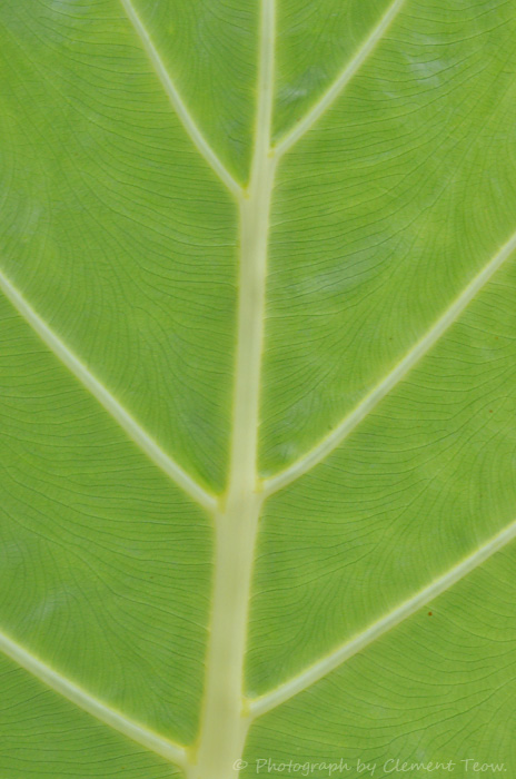5468466618_87c64a60d5_o.jpg