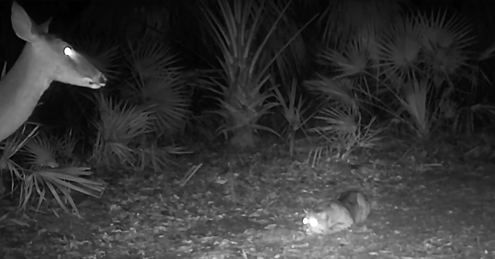 Bobcat deer