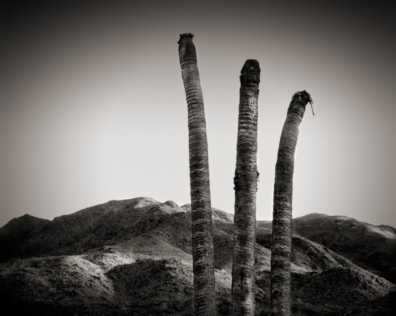 MichaelEGordon_July_DeadPalms-800x639.jpg
