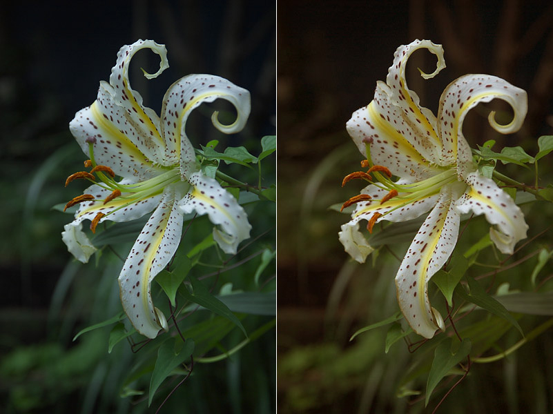 Lily-M7292-As-shot-and-manual.jpg