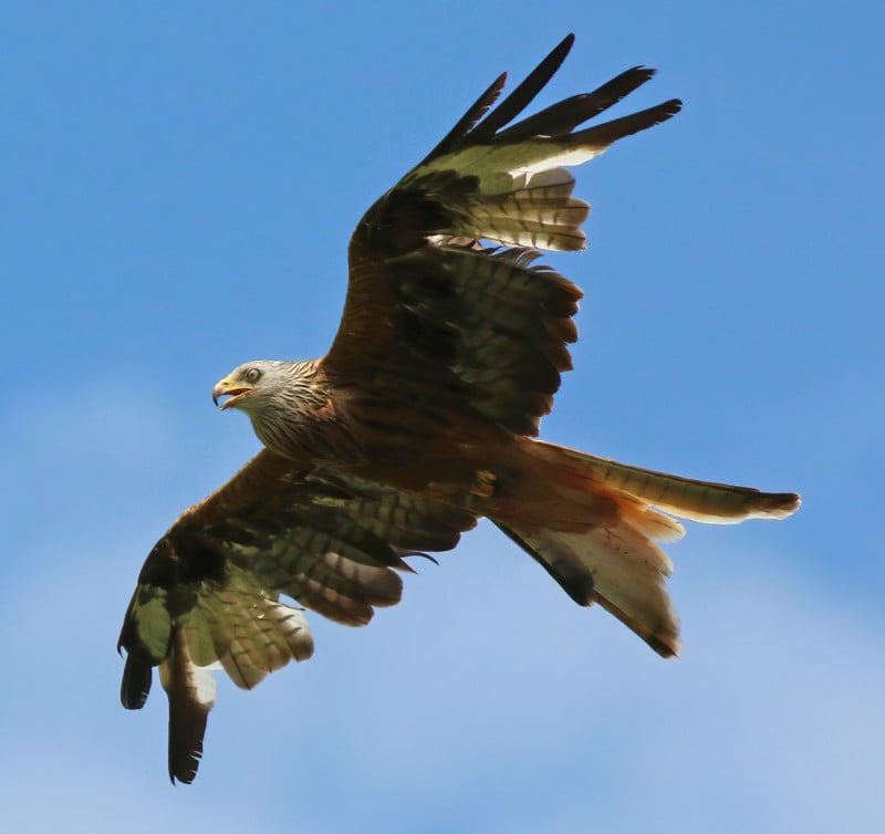 milvusbird-800x754.jpg
