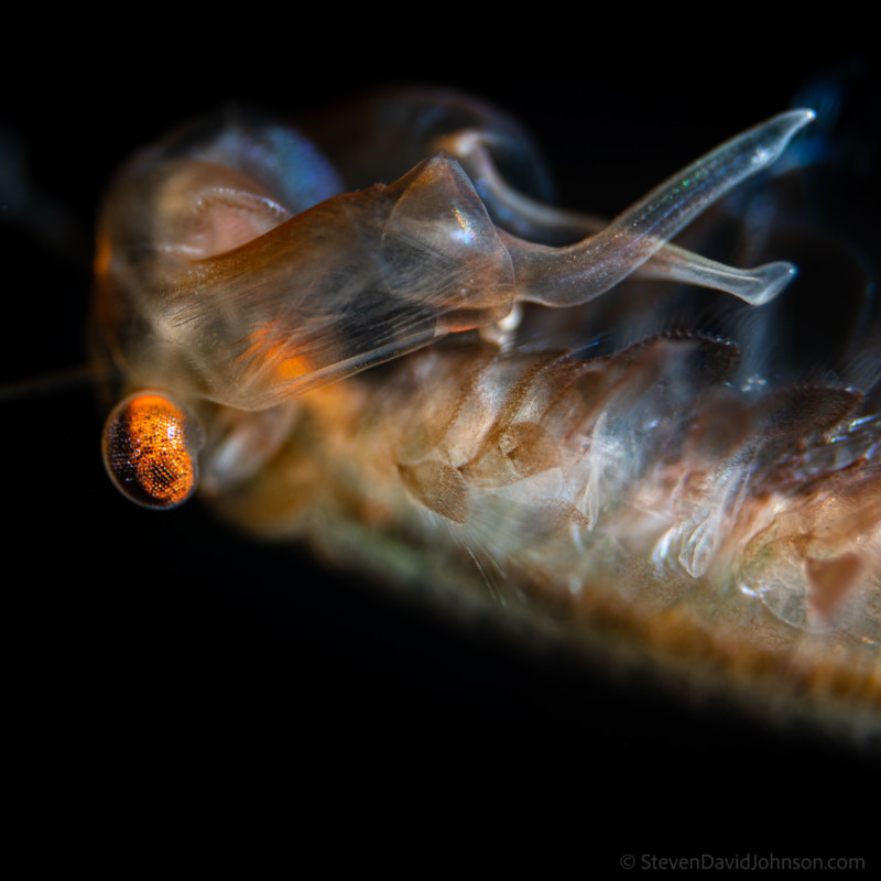 underwater-macro-photography-petapixel-18-800x800.jpg