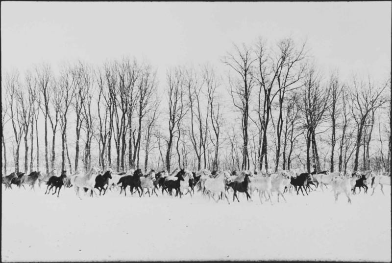 Henri Cartier-Bresson photos for auction