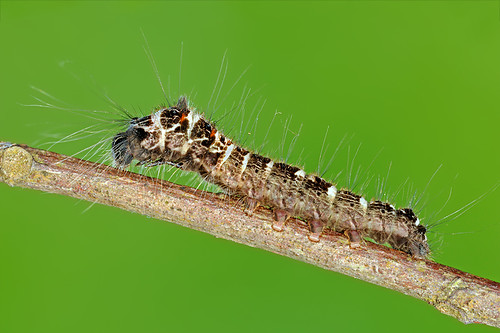 3955420324_8815ae4d06.jpg