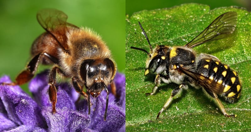 beeportfoliofeat-800x420.jpg