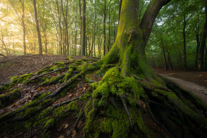 Forest-2-800x533.jpg