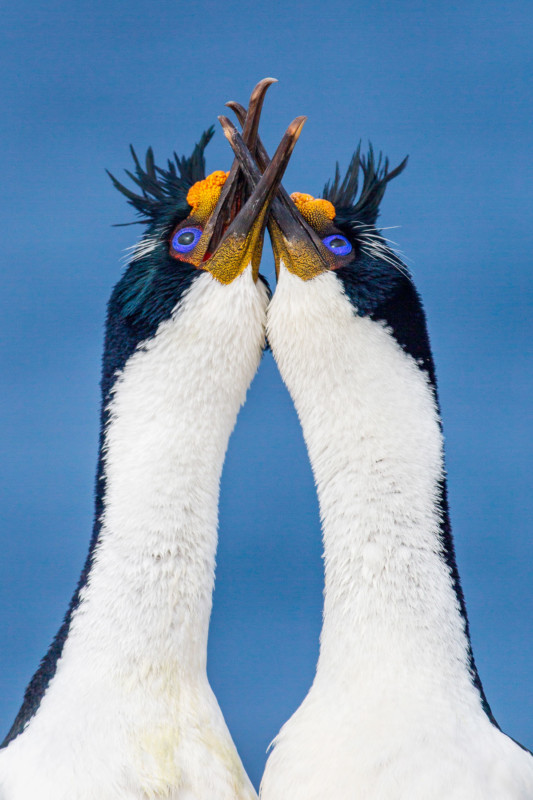 web-BIRDBEHAVIOUR-Bronze-JulieHalliday-533x800.jpg