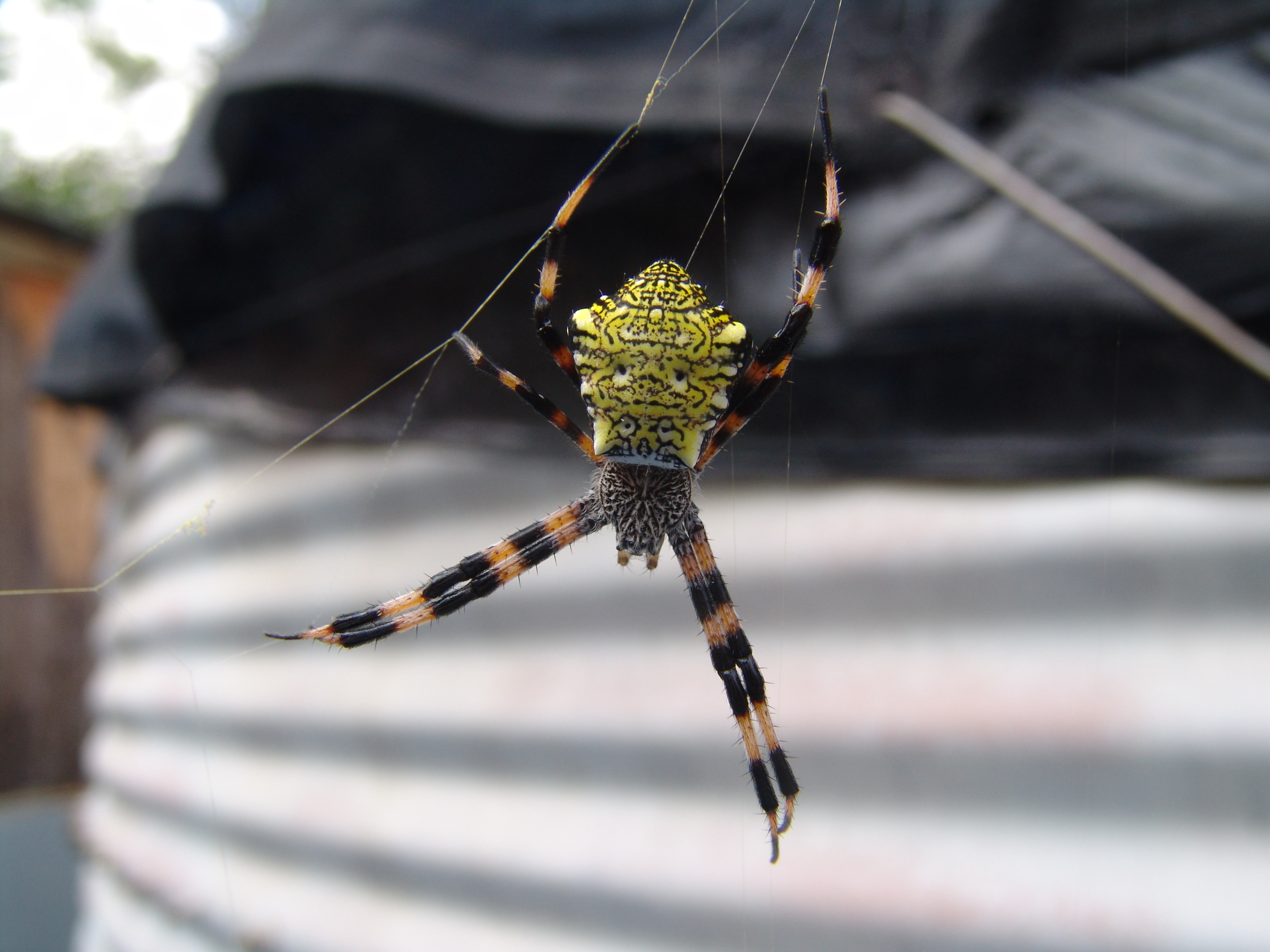 Argiope_appensa.jpg