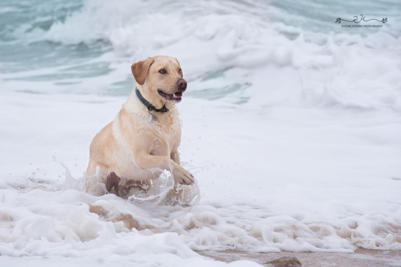 dog25-800x534.jpeg