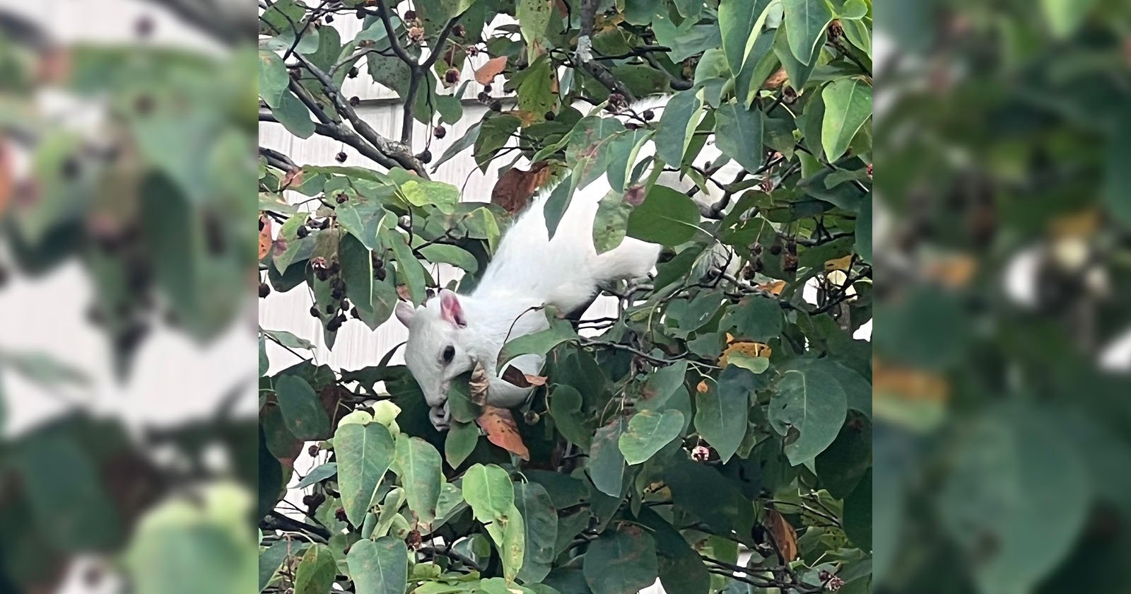 Albino squirrel